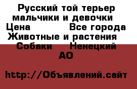 Русский той-терьер мальчики и девочки › Цена ­ 8 000 - Все города Животные и растения » Собаки   . Ненецкий АО